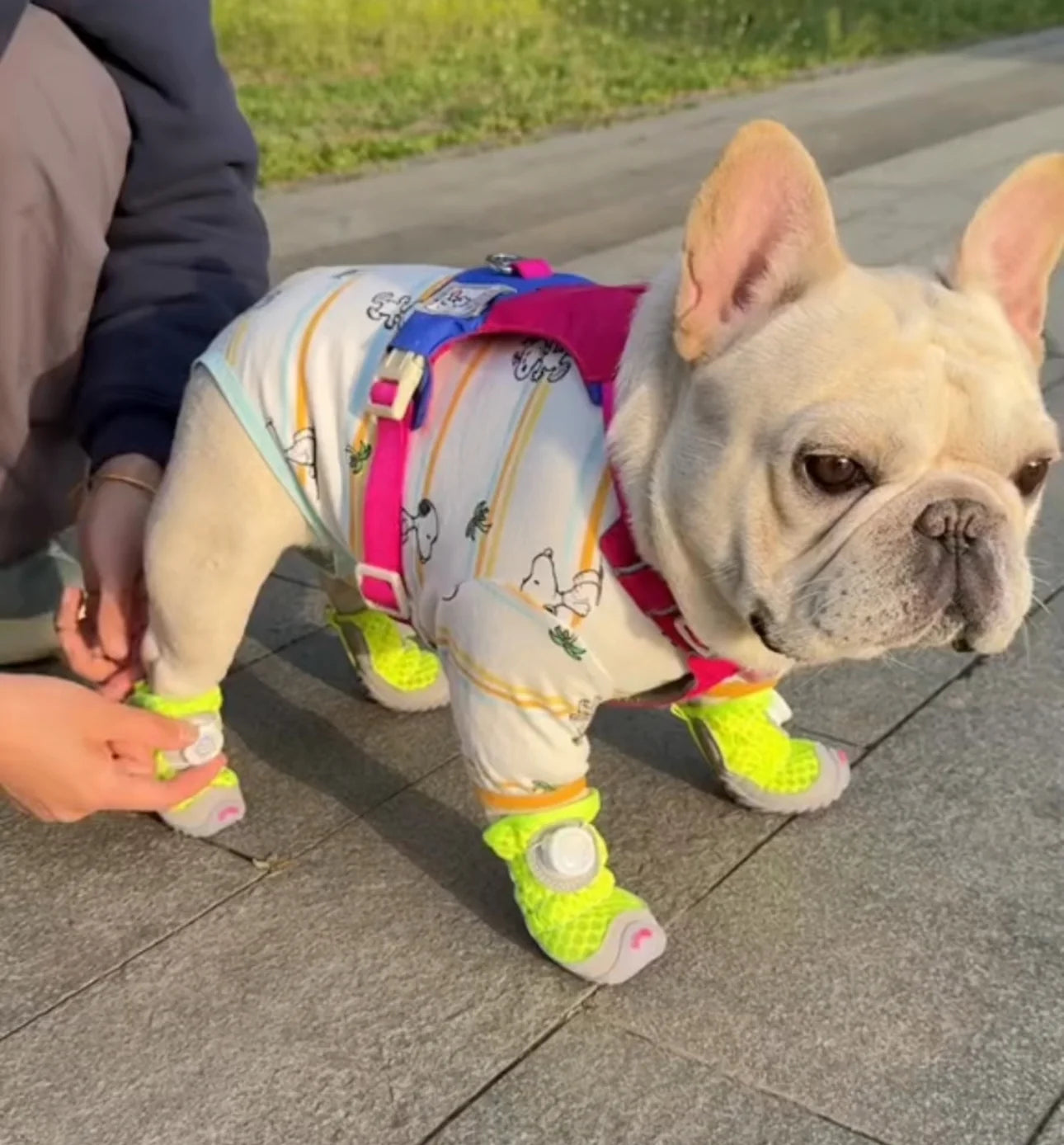 Summer Dog Shoes